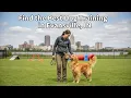 Find the Best Dog Training in Evansville Indiana