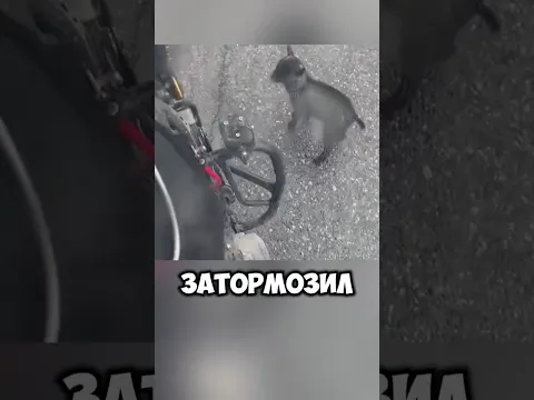 Маленький ягнёнок бросился под колеса машины