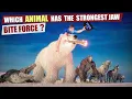 🦍 Strongest Animal Bite ⛓️‍💥 3D Comparison