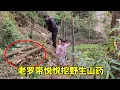 Lagu 大山里野生香菇木耳开始长起来了，老罗带小悦悦去挖野生淮山咯~【侗家老罗】