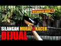 Download Lagu MURKA GACOR..!! BURUNG HYBRID SILANGAN MURAI VS KACER YANG DULU VIRAL KINI DIJUAL - SULTAN MINAT ?