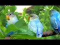 Lagu Peach-Faced Lovebird's Sounds - Three Blue/Light Blue Opaline