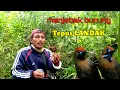 Lagu Menjebak burung tepus gacor. menggunakan suara tepus ribut. tepus landak