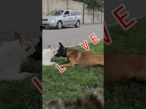 🔥 Belgian Malinois Falls in Love with a Stunning White Siberian Husky on Valentine’s Day! 💘🐕