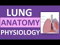 Lung Anatomy and Physiology Gas Exchange in the Lungs Respiration Transport Alveoli Nursing