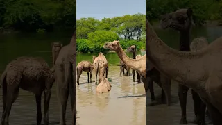 الجمال تستحم في الماء 