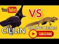 Download Lagu CILILIN VS BAJING KEKES Gacor jernih