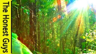 3 HOURS Of Nature Sounds Sleep Meditation Windy Enchanted Forest No Music 