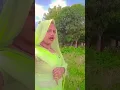 https://www.facebook.com/share/r/1EcQfcw4hY/