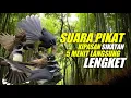 Download Lagu Suara Pikat Kipasan/Sikatan 5Menit Langsung Lengket