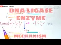 DNA Ligase enzyme and it s mechanism DNA ligation Bio science