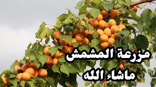 مزراعة  المشمش  في المغرب ماشاء الله تبارك دندنها