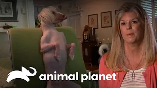 Nathan, o cão de crista chinês com uma personalidade única | Bichos Malcriados | Animal Planet