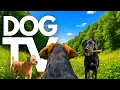TheDogCam 10hrs of Soothing Virtual Dog Walks Across Picturesque Farmlands GoPro DogTV