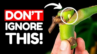 How To Propagate Your Monstera The Right Way