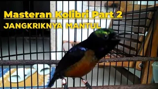 Download Kolibri isian jangkrik,Part 2 MP3