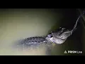 North Texas fisherman thinks he caught a catfish reels in alligator shortly after