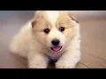 Download Lagu musik anjing favorit | Bantuan pikiran dan istirahat, mengurangi depresi, mencegah menggonggong