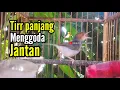 Lagu PRENJAK BETINA Ngetir panjang Istimewa suara jernih Menggoda Prenjak Jantan cocok buat MASTERAN.