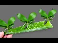 Download Lagu 🌸Secret to Easily Propagating Orchids Right on the Branch and Blooming All Year Round!