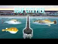Fishing Surf City Pier Topsail NC Speckle Trout Bluefish Northern Puffer