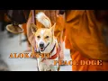 Lagu ALOKA THE PEACE DOG || NEW ENGLISH SONG || Ft. TENZI PAKHRIN