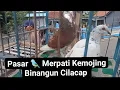 Download Lagu Pasar Burung 🐦 Merpati Kemojing Binangun Cilacap Jateng 11 November 2025