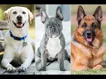 Project Dog breed prediction
