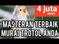 Download Lagu Sikatan Londo Gacor Suara Jernih Durasi Panjang