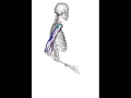 Arm movement with OpenSim