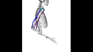 Arm movement with OpenSim