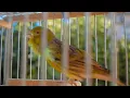 Download Lagu Timbrado Español Original - Canary Training Song