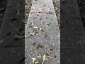 Pasadena ca weather