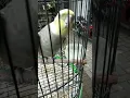 Download Lagu Falk isian kenari super Mewah#youtubeshorts #birds