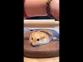 Lagu Hamster core #funnyshorts #funny #animals #pets #fyp #foryou #hamsters #funnyvideo