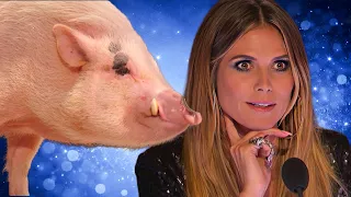 ANIMAL Acts That Make No Sense But The Judges Loved