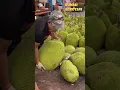 Download Lagu Panen Buah Nangka di Perkebunan Intensif