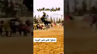 فرسان العرب مثل الطيارة خيل حصان فرسان Horses Cheval 