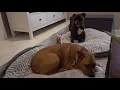 New Kirkland Dog Beds From Costco