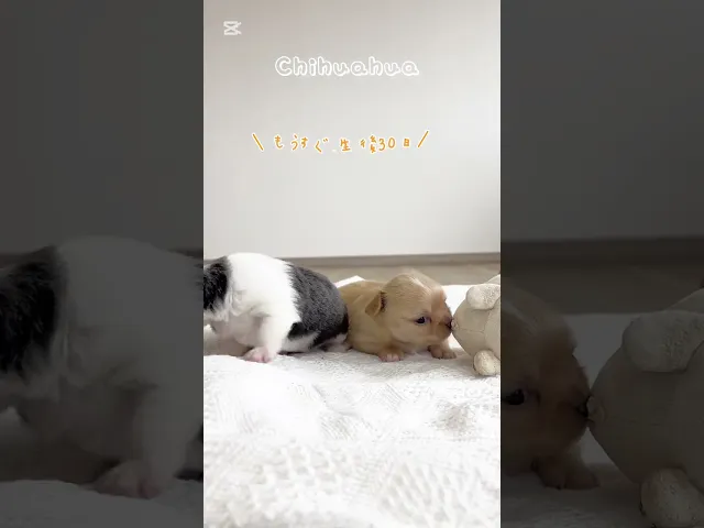 動画