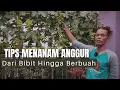 Download Lagu Cara Menanam Anggur Dari Awal Sampai Berbuah. Anggur Transfiguration Berbuah Lebat