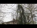 Weeping Cedar of Lebanon