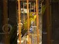 Download Lagu Pleci Gacor Nih #birds #pleci #shorts