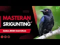 MASTERAN BURUNG SRIGUNTING GACOR SUARA JERNIH | MURAI BATU