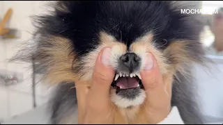 The 2 Minute Routine Keeping My Dog's Teeth Healthy