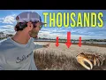 Keep Fiddler Crabs Alive for WEEKS With This Easy Setup Crabitat