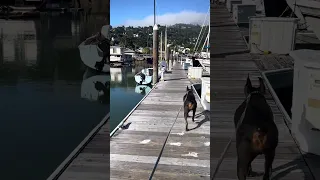 Good morning. #fyp #dream #doberman #pets #youtube