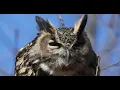 Flaco the owl grips New York after one month on the run following zoo escape
