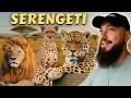 Lagu Face To Face With The Wildest Cats Of Serengeti National Park, Tanzania 🇹🇿 (leopard, lion, cheetah)
