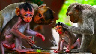 Adorable little monkey shows off its playful moves after being breastfed by its mother